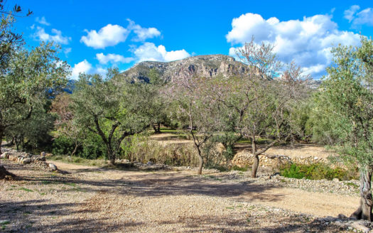 Finca d’oliveres amb un cobert de pedra (35)