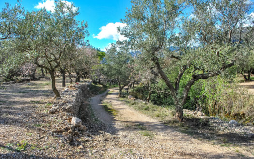 Finca d’oliveres amb un cobert de pedra (35)