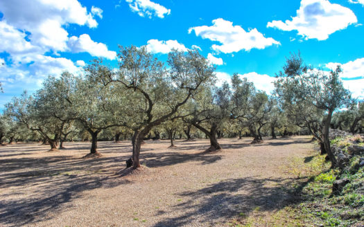 Finca d’oliveres amb un cobert de pedra (35)