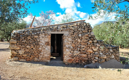 Finca d’oliveres amb un cobert de pedra (35)