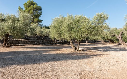 Olive plot with nice views (412)