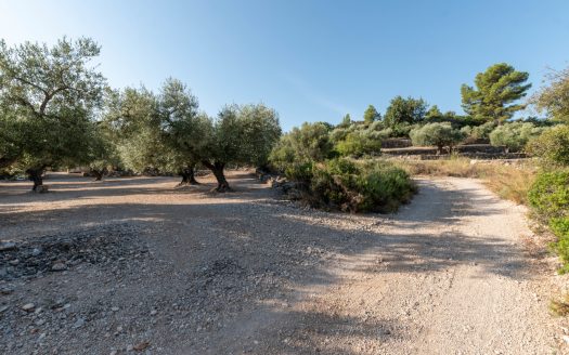 Finca d’oliveres amb bones vistes (412)