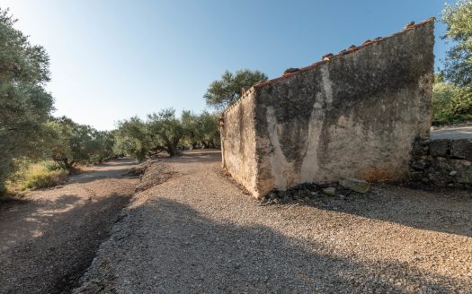 Finca d’oliveres amb bones vistes (412)