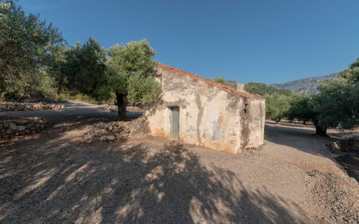 Finca d’oliveres amb bones vistes (412)