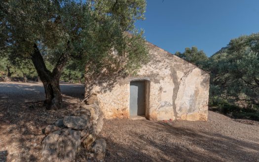 Finca d’oliveres amb bones vistes (412)