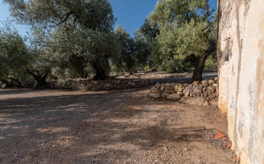 Finca d’oliveres amb bones vistes (412)