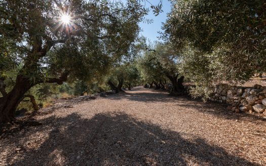 Finca d’oliveres amb bones vistes (412)