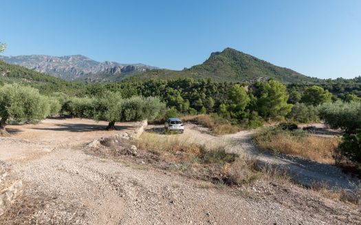 Olive plot with nice views (412)