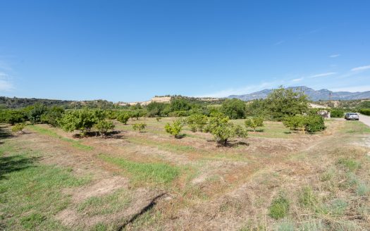 Finca de frutales cerca de Tortosa (553)