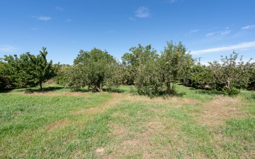 Finca de frutales cerca de Tortosa (553)