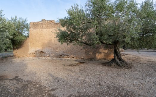 Finca d’oliveres amb bon accés (573)