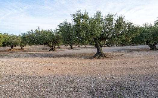 Finca d’oliveres amb bon accés (573)