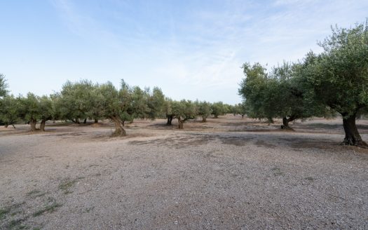 Finca d’oliveres amb bon accés (573)