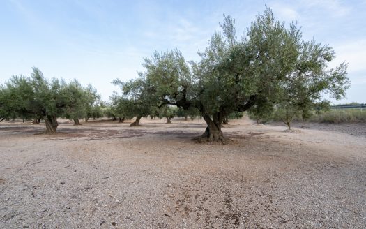 Finca d’oliveres amb bon accés (573)