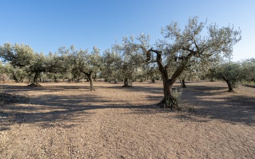 The viewpoint of Mas de Barberans (604)