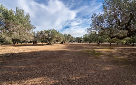 Tu nueva vida en el campo (613)