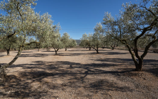 Finca bien cuidada al lado de la carretera (652)