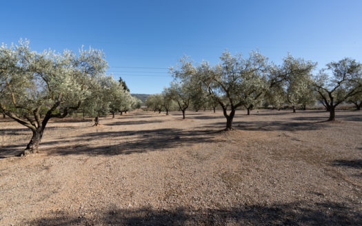 Finca bien cuidada al lado de la carretera (652)