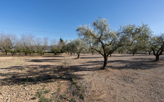 Finca bien cuidada al lado de la carretera (652)