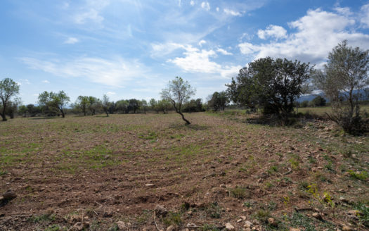 Finca plana sin ninguna construcción (661)