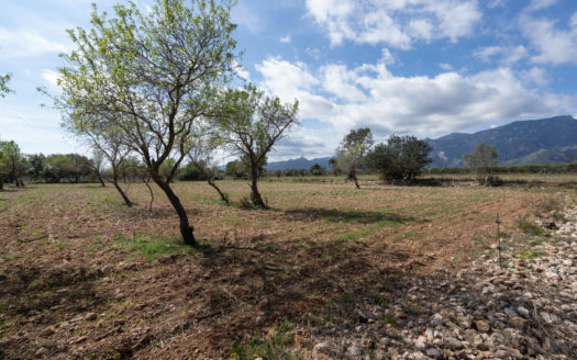 Finca plana sin ninguna construcción (661)