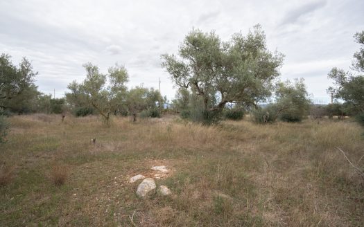 Finca plana amb aigua de pou comunitari (774)