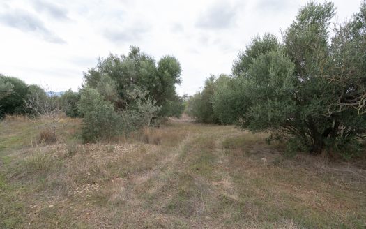 Finca plana amb aigua de pou comunitari (774)