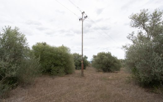 Finca plana amb aigua de pou comunitari (774)