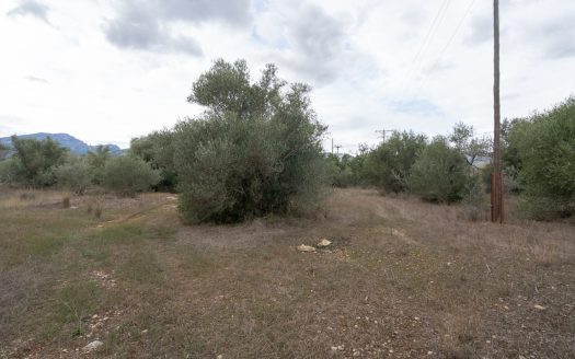 Finca plana amb aigua de pou comunitari (774)