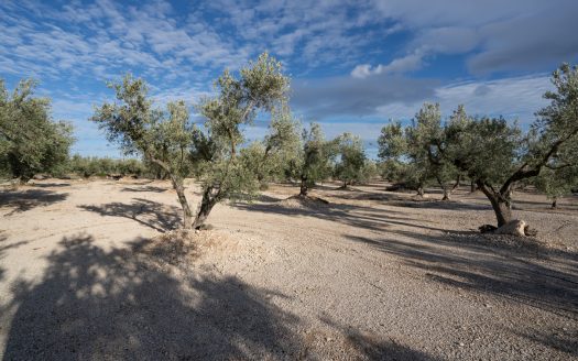 Finca de 3 hectàrees amb aigua de reg (777)