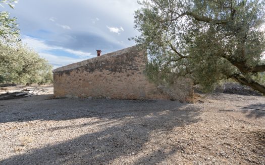 Finca de 3 hectàrees amb aigua de reg (777)