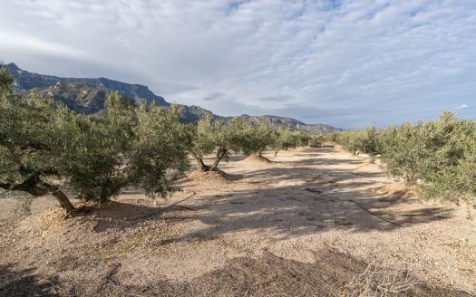 Finca de 3 hectàrees amb aigua de reg (777)