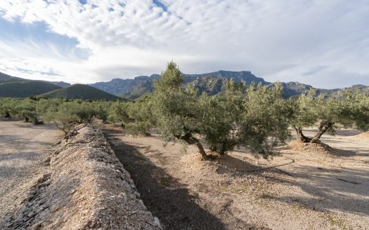 Finca de 3 hectàrees amb aigua de reg (777)