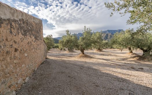 Finca de 3 hectàrees amb aigua de reg (777)