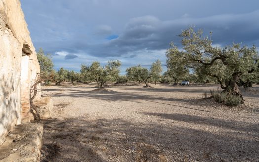 Finca de 3 hectàrees amb aigua de reg (777)