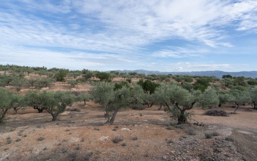 Finca de olivos en producción (780)