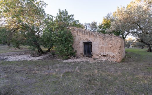 Finca d’oliveres ecològica (781)