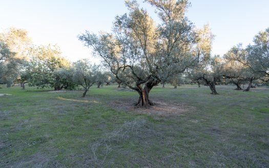 Ecological olive-tree property (781)