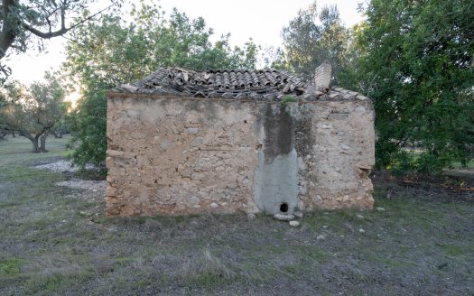 Finca d’oliveres ecològica (781)