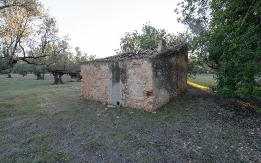 Ecological olive-tree property (781)