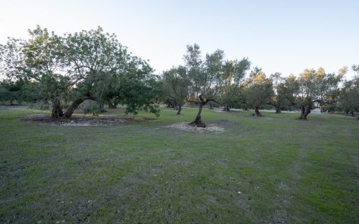 Ecological olive-tree property (781)