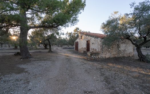 Ecological olive-tree property (781)