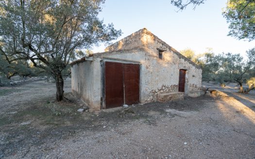 Finca d’oliveres ecològica (781)