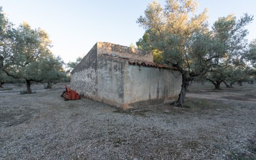 Ecological olive-tree property (781)