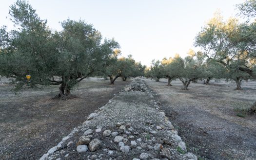 Ecological olive-tree property (781)