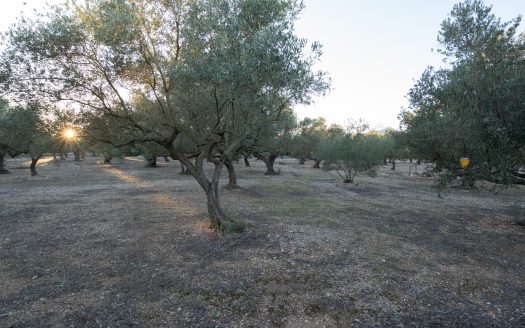 Ecological olive-tree property (781)