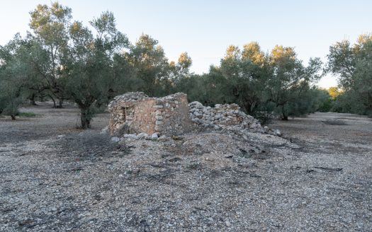 Ecological olive-tree property (781)