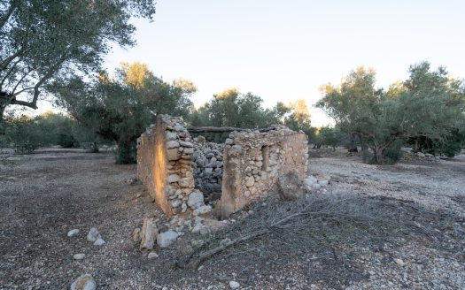 Ecological olive-tree property (781)