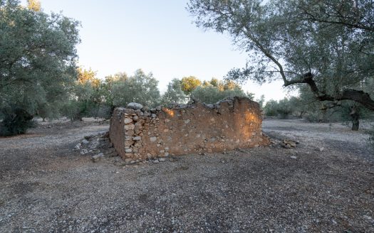 Ecological olive-tree property (781)