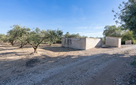 Finca plana de olivos con agua (796)